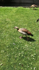 Alopochen aegyptiaca