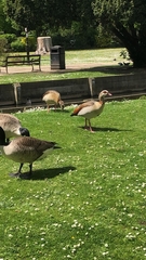 Alopochen aegyptiaca