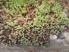 Sedum pallidum