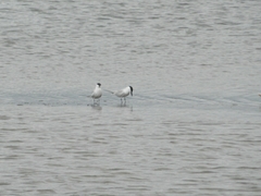 Gelochelidon nilotica