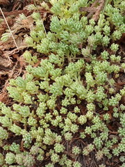 Sedum pallidum
