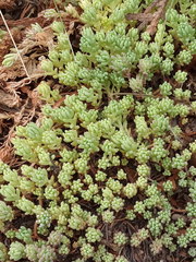 Sedum pallidum