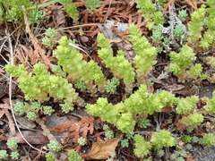 Sedum acre