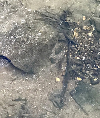 Nocomis leptocephalus