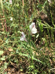 Misopates calycinum