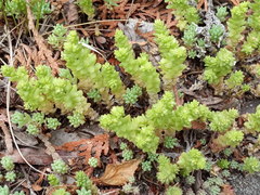 Sedum acre