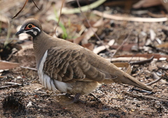 Geophaps scripta peninsulae