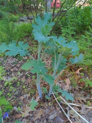 Macleaya cordata