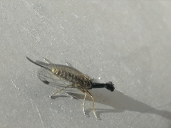 Raphidiidae