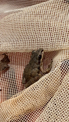Pseudacris feriarum