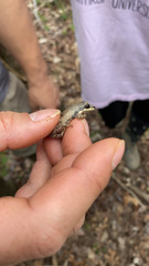 Pseudacris feriarum