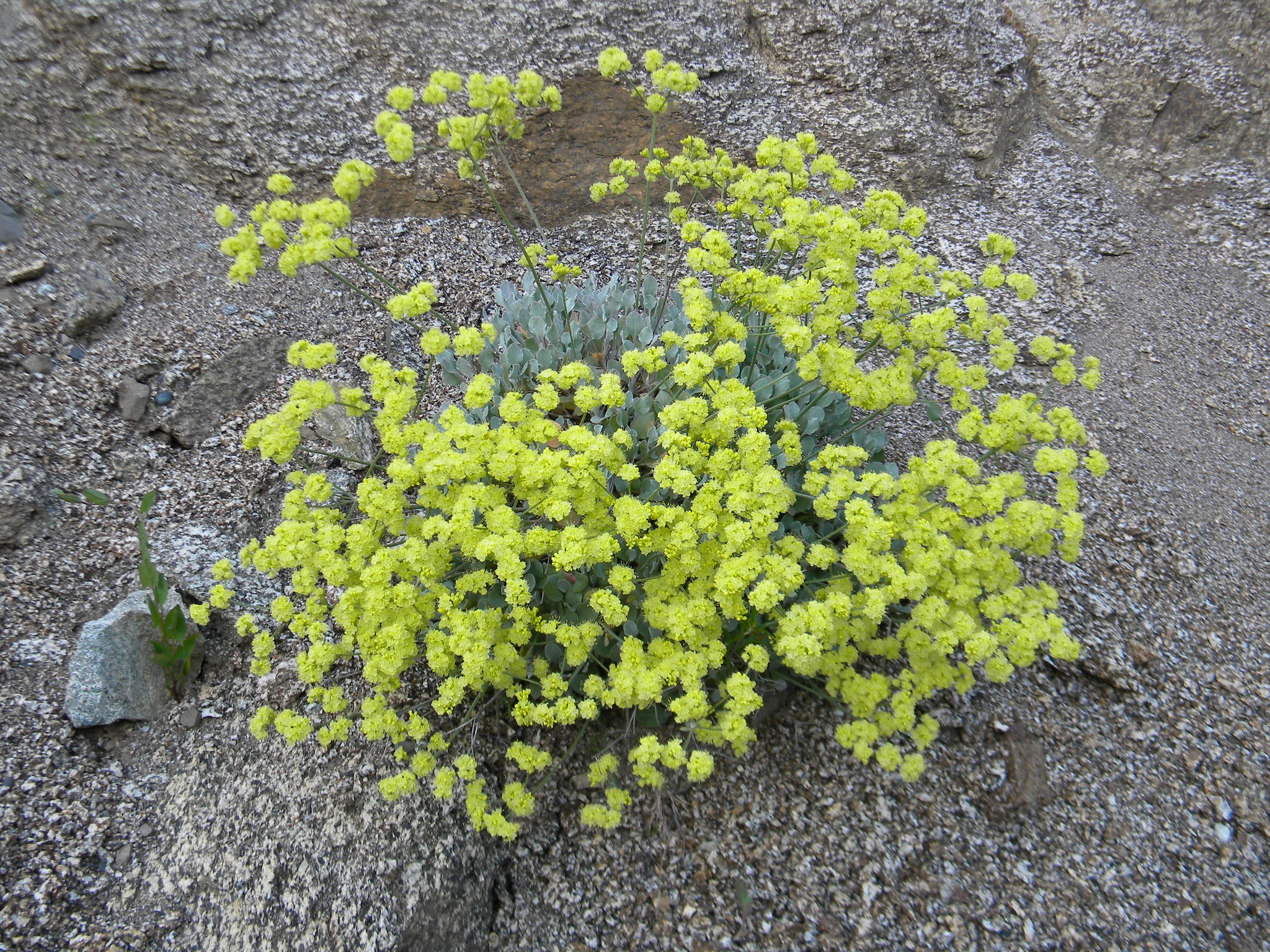 Eriogonum strictum var. anserinum
