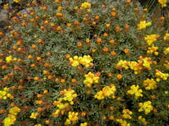 Eriogonum thymoides