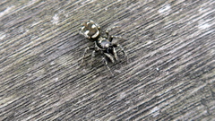 Salticus scenicus