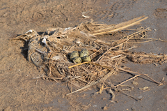 Recurvirostra avosetta