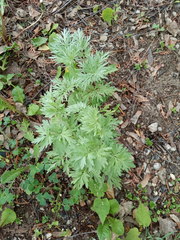 Artemisia