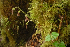 Neottia japonica
