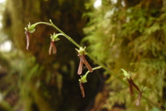 Neottia japonica