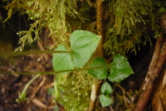 Neottia japonica