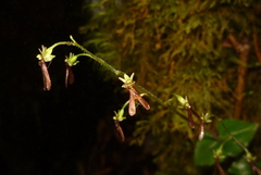 Neottia japonica