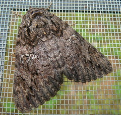Catocala umbrosa