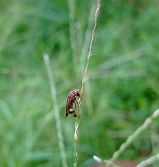 Antodynerus punctatipennis