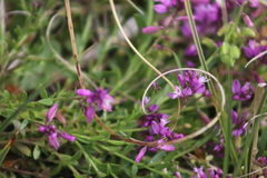 Polygala calcarea