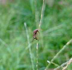 Antodynerus punctatipennis