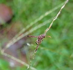 Antodynerus punctatipennis