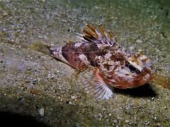 Maxillicosta scabriceps