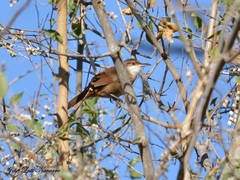 Tarphonomus certhioides