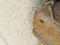 Temnostethus pusillus