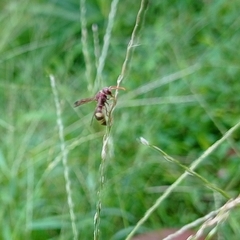 Antodynerus punctatipennis