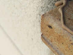 Temnostethus pusillus