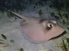 Trygonoptera personata