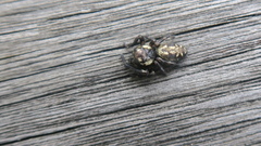 Macaroeris nidicolens