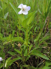 Viola stagnina