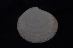 Semele casta
