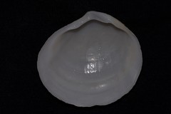 Semele casta