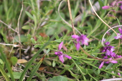 Polygala calcarea