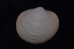 Anodontia