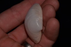 Anodontia