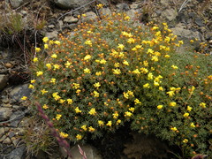 Eriogonum thymoides