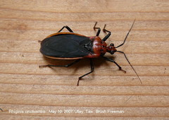 Rhiginia cinctiventris