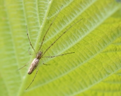 Tetragnatha montana