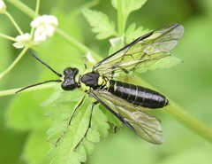 Tenthredo mesomela
