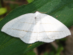 Ditrigona conflexaria