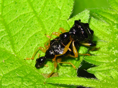 Phymatapoderus flavimanus