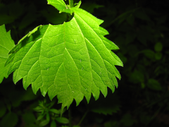Urtica laetevirens
