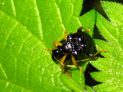 Phymatapoderus flavimanus